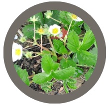 Strawberry plant- Elsanta (Fragaria x ananassa)