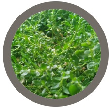 Rupturewort (Green Carpet) - Herniaria glabra
