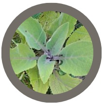 Foxglove (Digitalis )