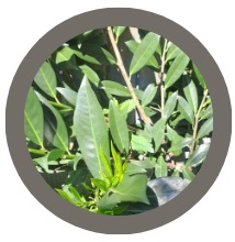 Cherry laurel